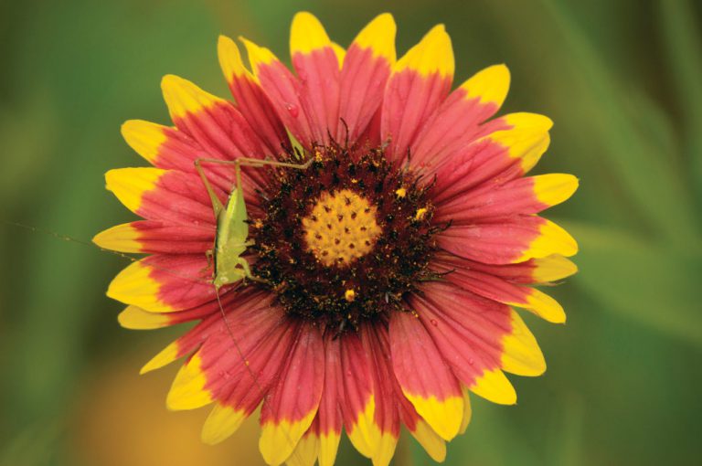 What is a Florida native wildflower? Our definition