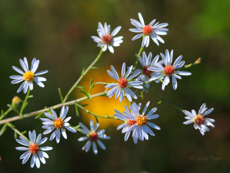 Rice button aster