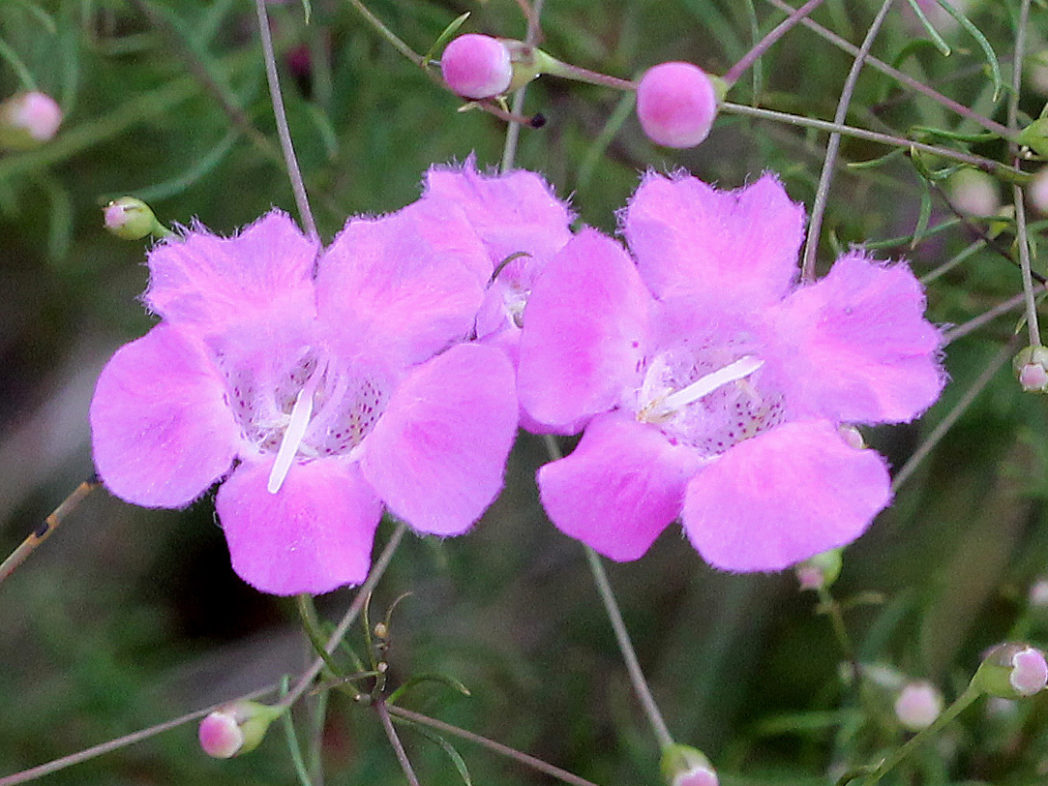 Seminole false foxglove flowers