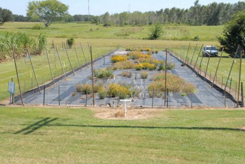 Wildflower research test site