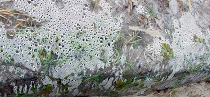 Clear plastic Soil and plants covered in clear plastic
