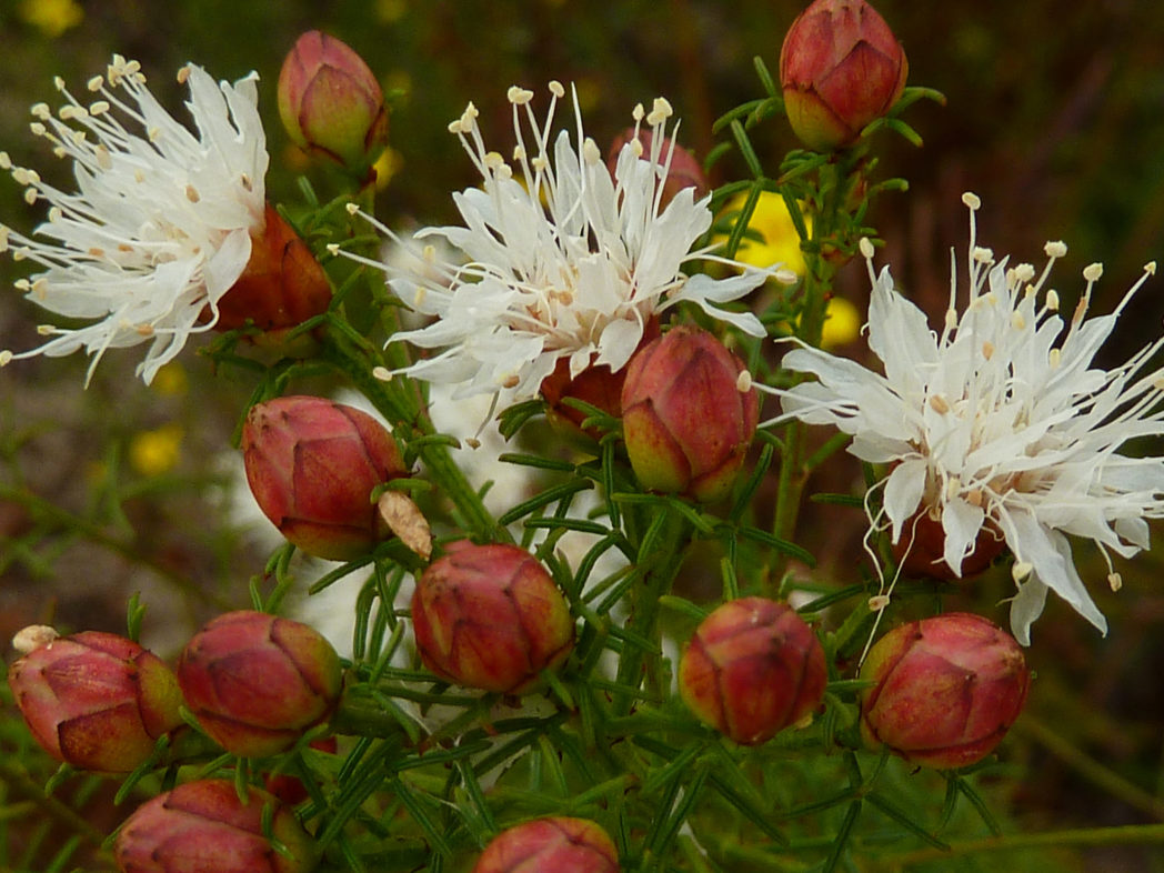 Summer farewell flowers and buds