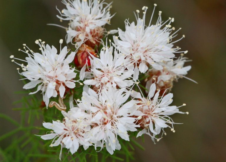 Bloom report: Head south for the best fall wildflower viewing