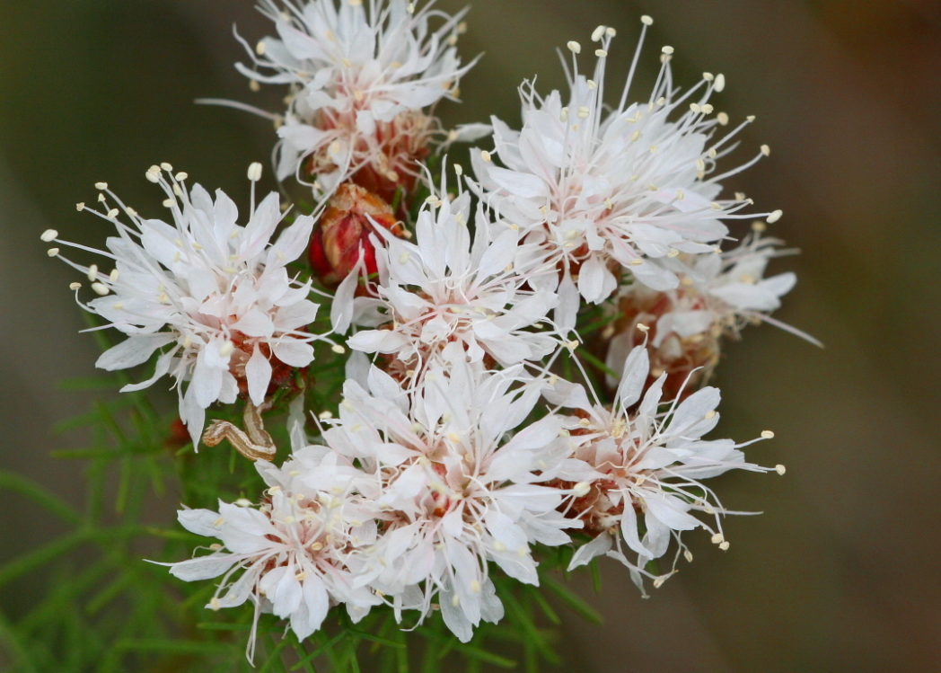 Summer farewell flowers