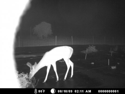 Deer caught on night vision camera