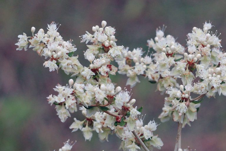 Dogtongue wild buckwheat