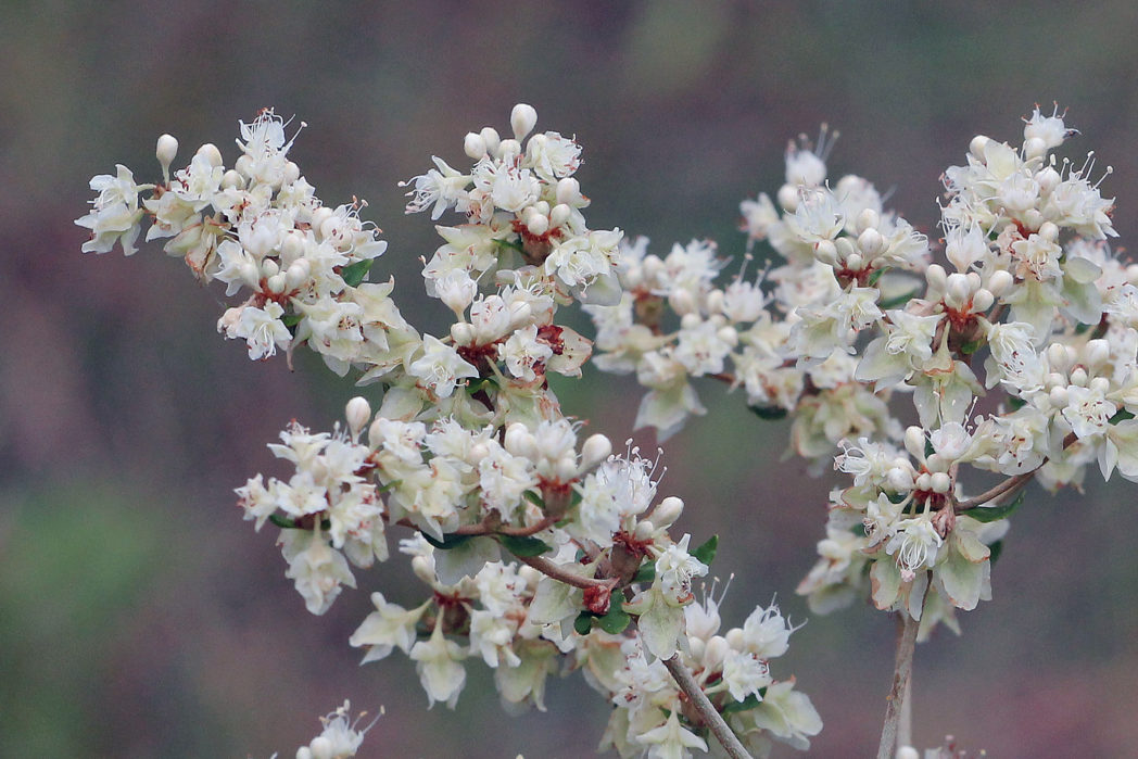 Dogtongue wild buckwheat flowers