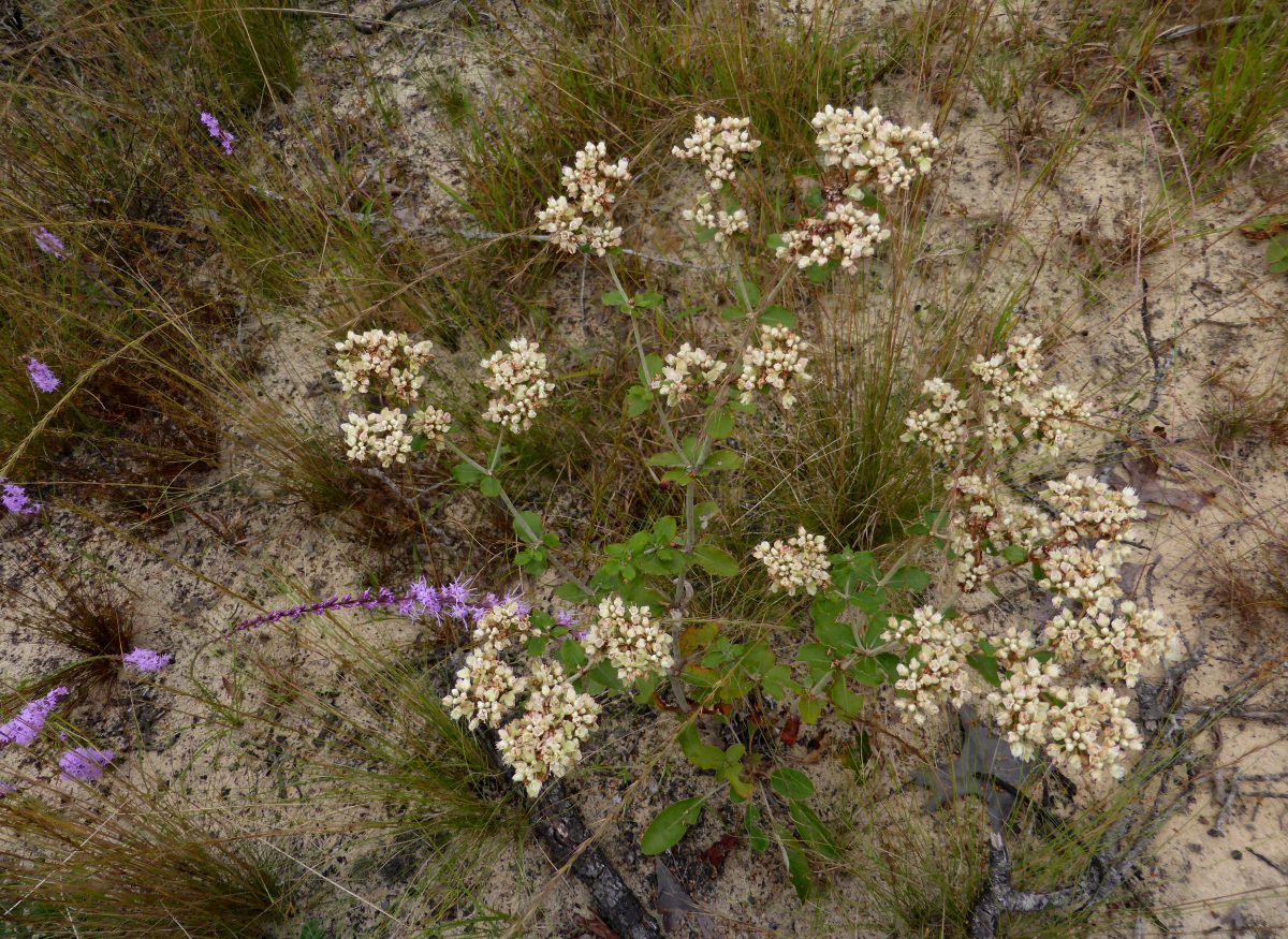 Dogtongue wild buckwheat and Liatris species blooming in sandhill