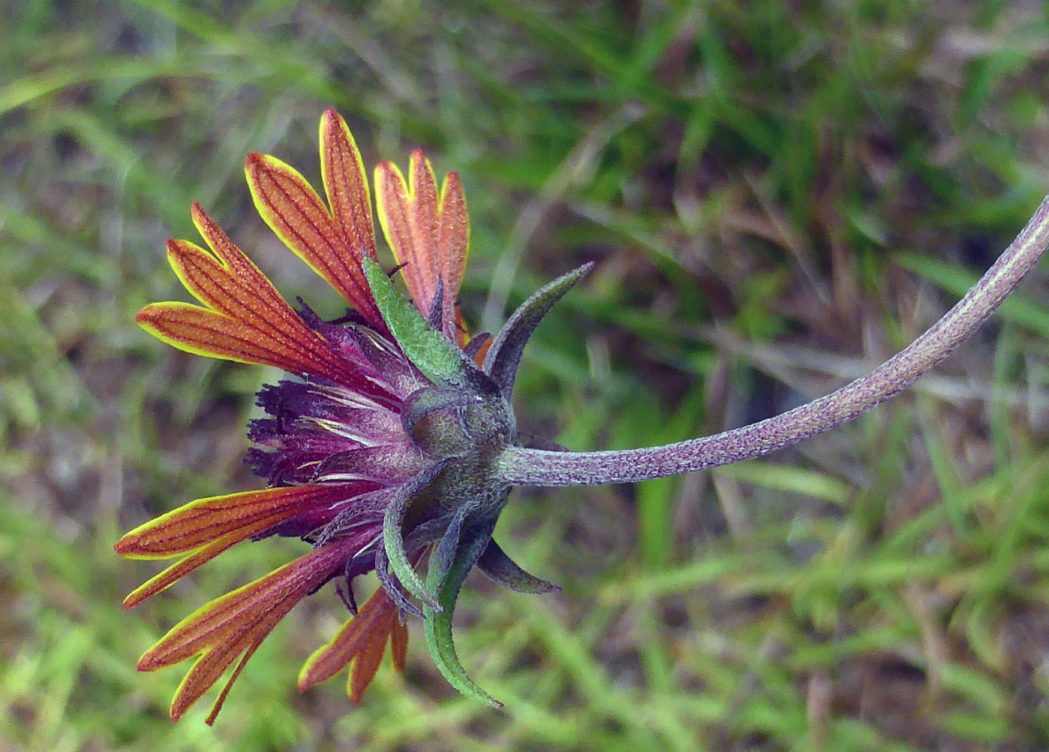 Underside of Gaillardia aestivalis flower
