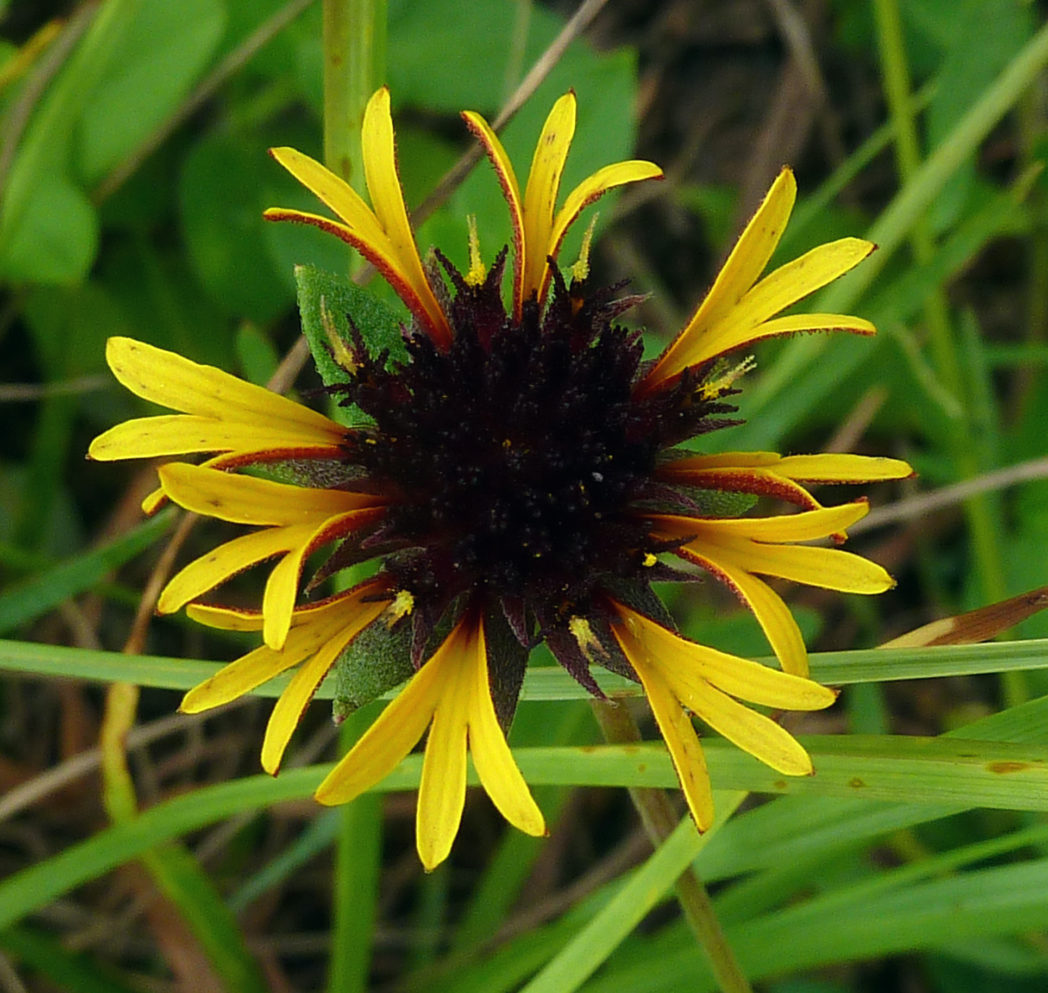 Lanceleaf blanketflower flower