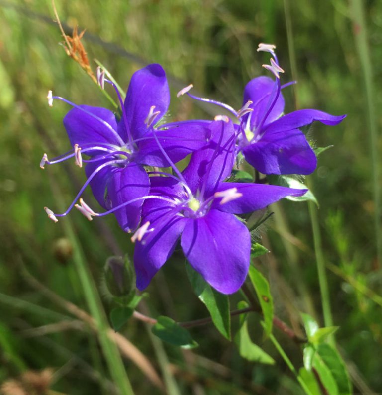 Blue skyflower