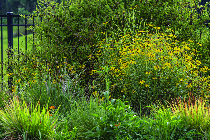Naturalistic landscape with native wildflowers Photo by Andrea England
