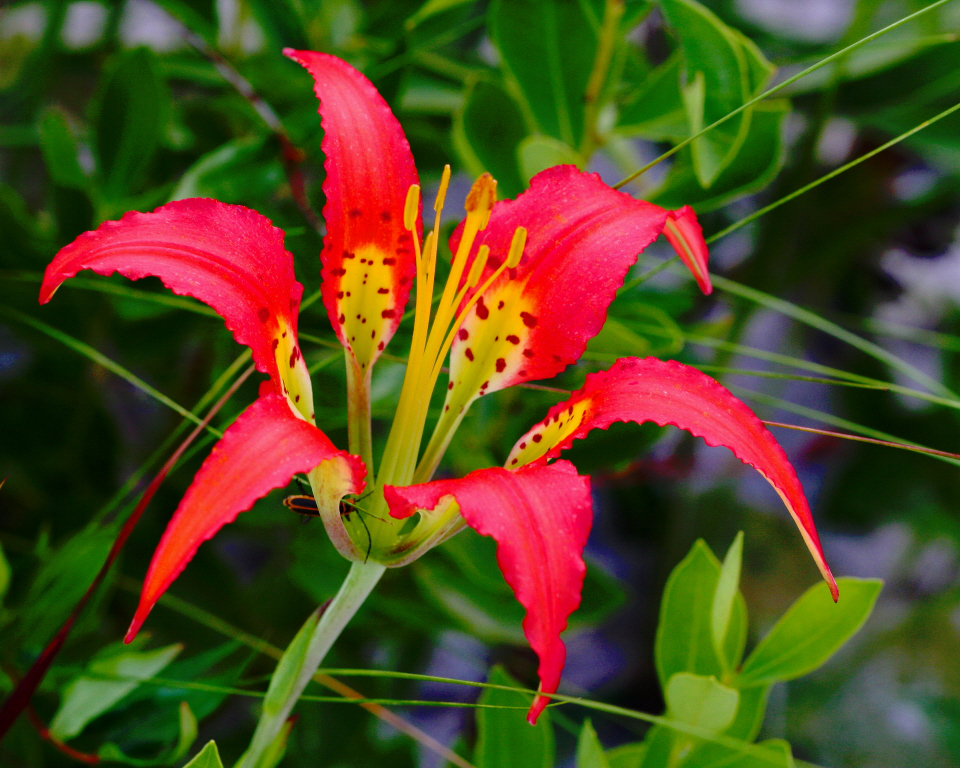 Catesby's lily flower