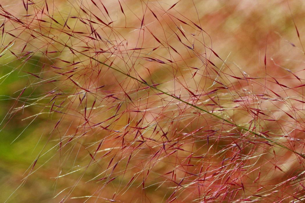 Hairyawn muhly grass inflorescence
