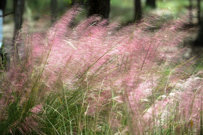 Native grasses shine in the fall