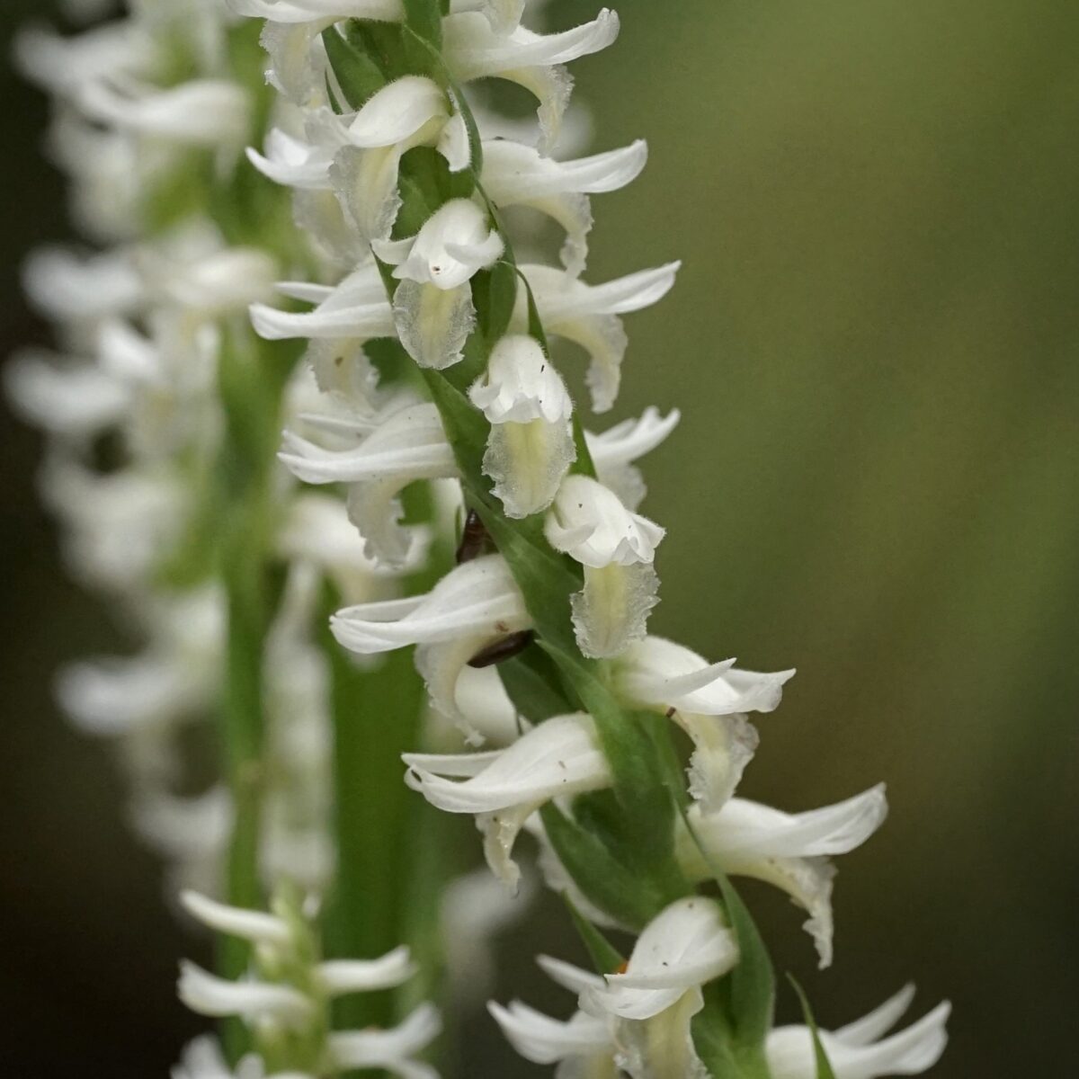 White Fragrant ladiestresses flowers spiraling around a green stem.