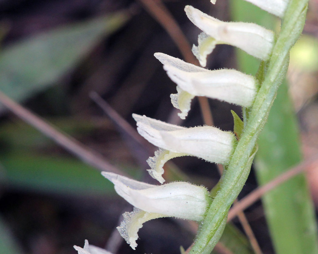 Fragrant ladies'-tresses flowers and stem