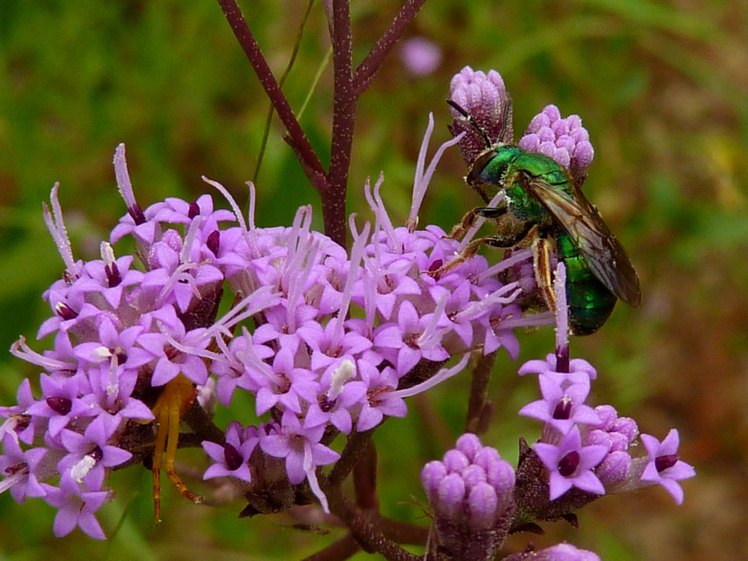 Vanillaleaf flower