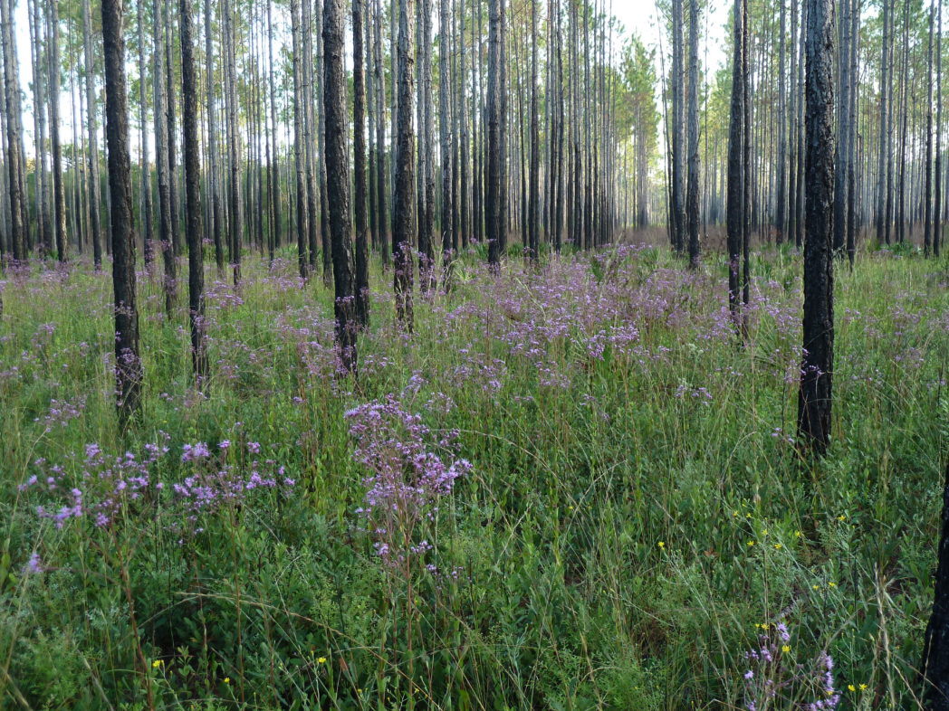 Vanillaleaf blooming in pine flatwoods