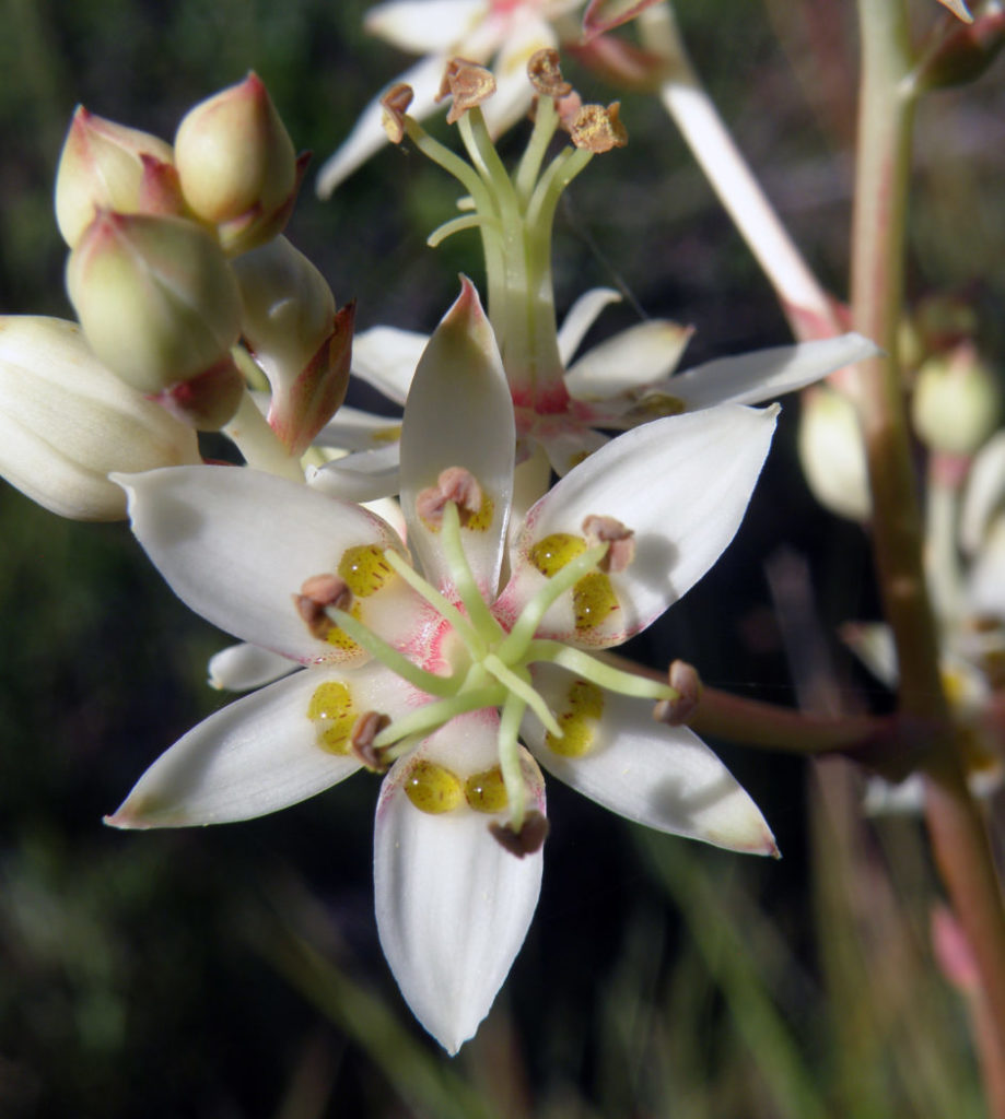 Sandbog deathcamas flower