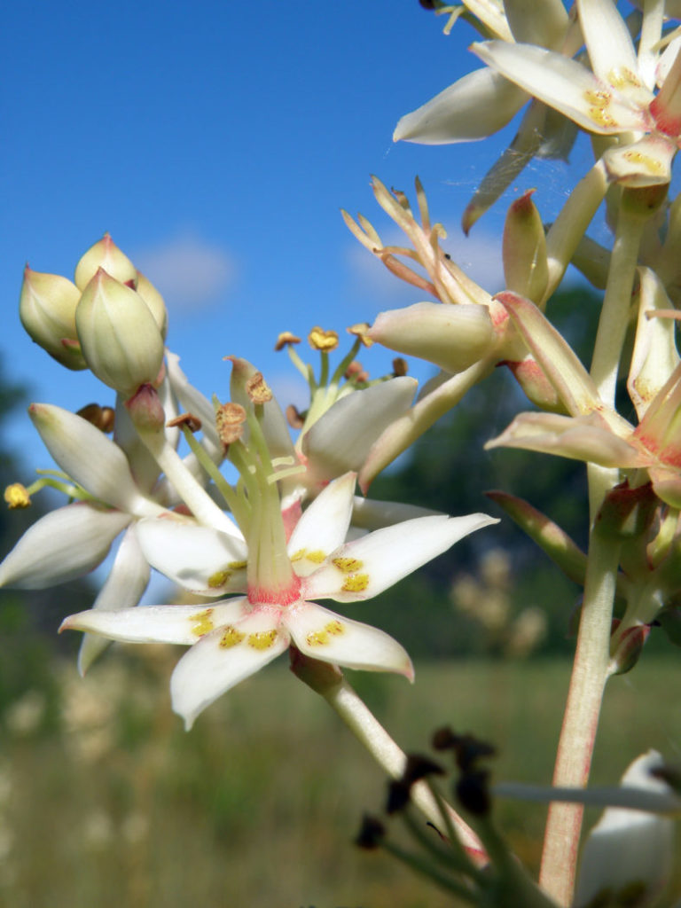 Sandbog deathcamas flower