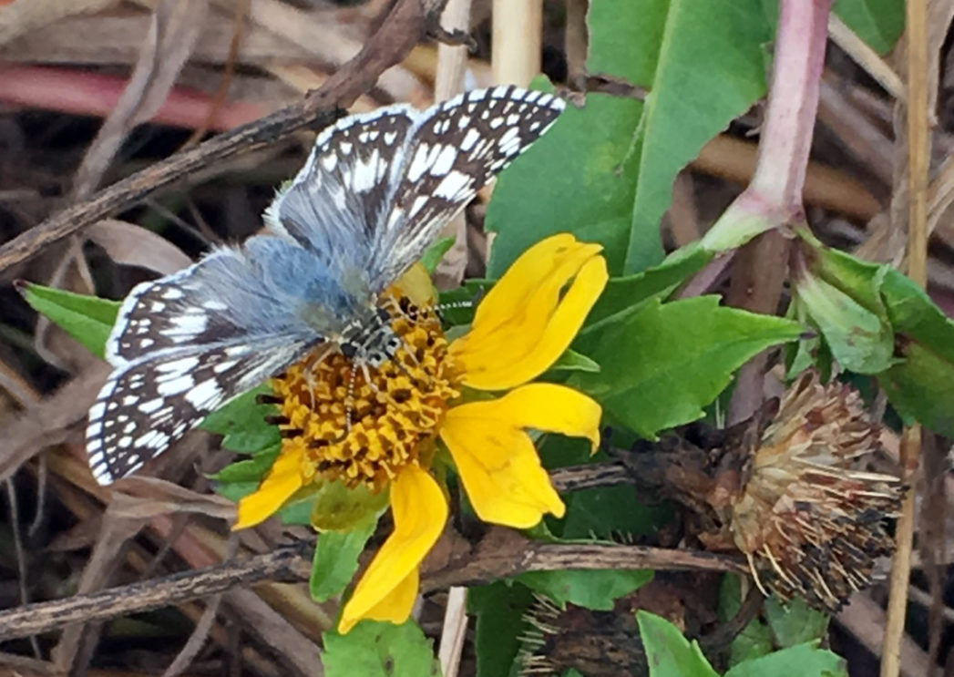 Checkered skipper on Bidens mitis
