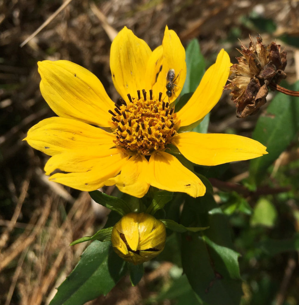 Smallfruit beggarticks flower