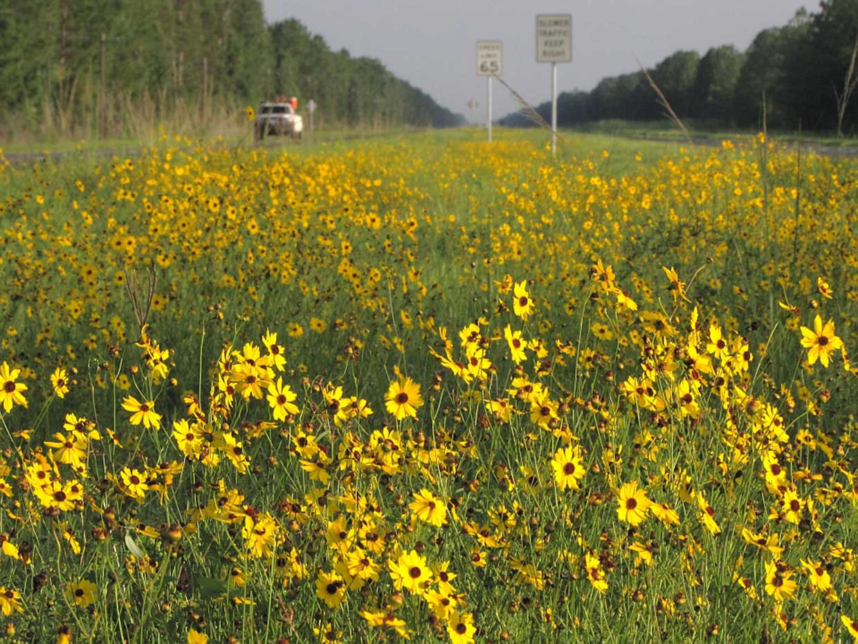 Coreopsis leavenworthii along roadside