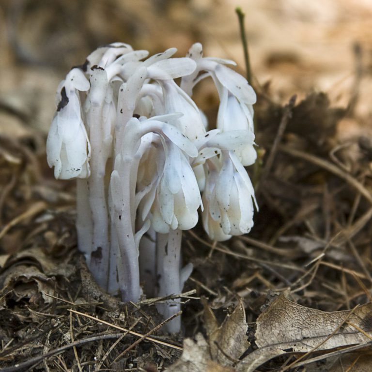 Indianpipe