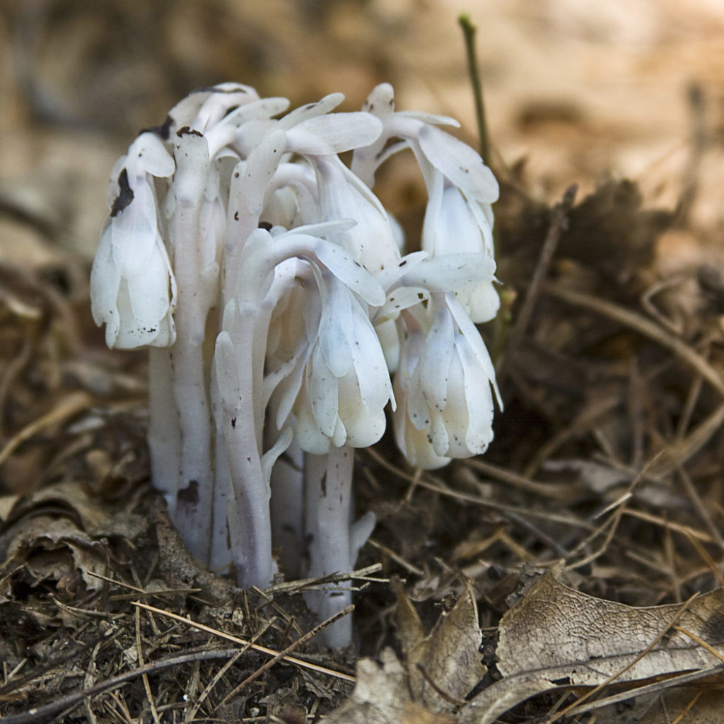 "Nodding" indianpipe flowers