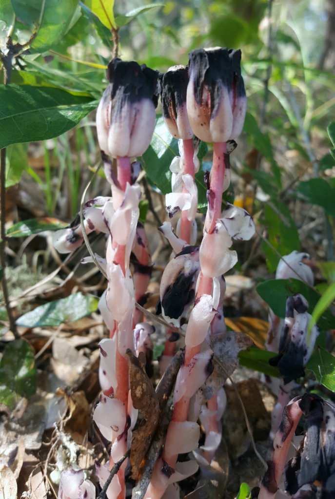 Indianpipe flower