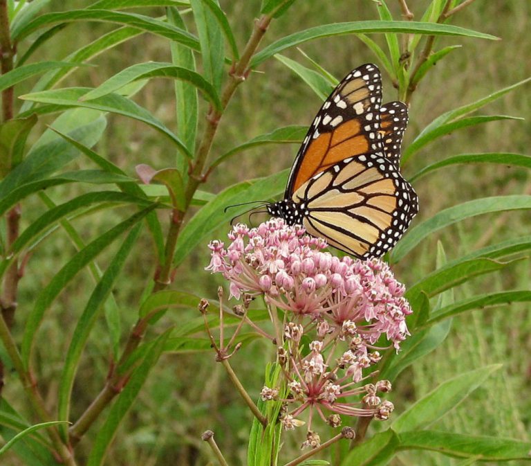 Prisoners help Monarchs while learning research, horticulture techniques