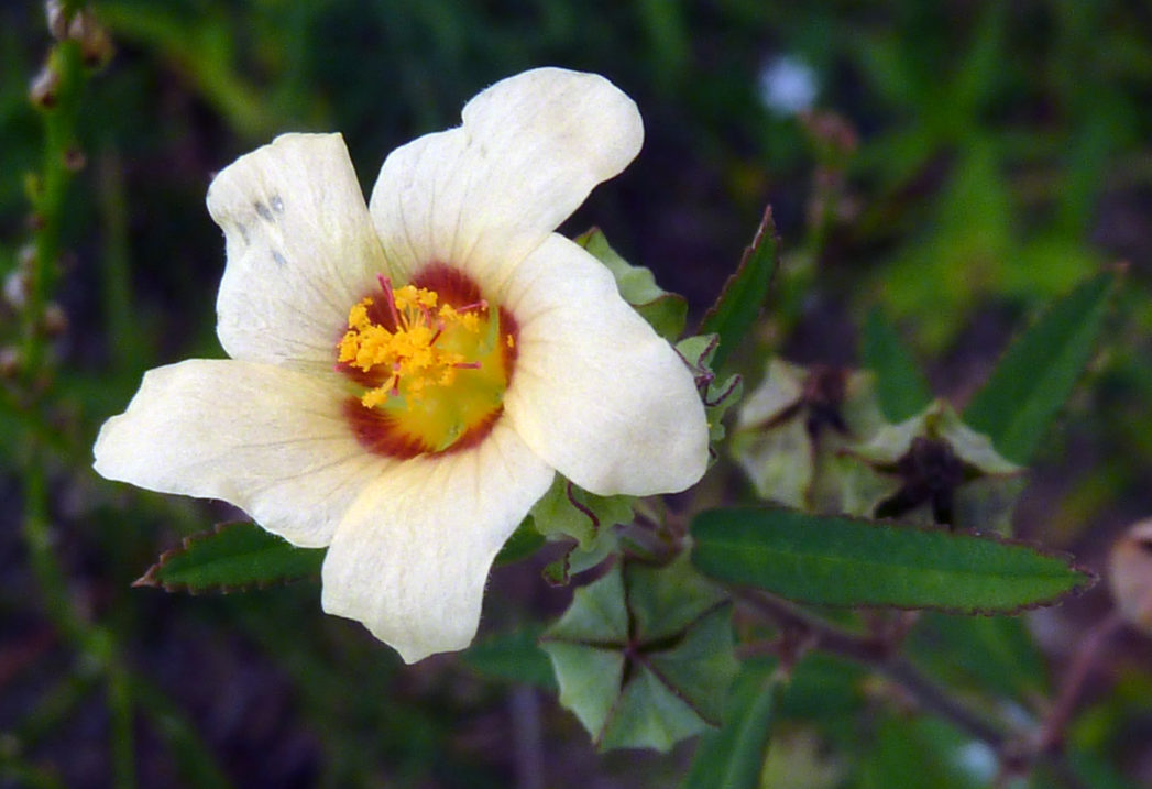 Cuban jute flower