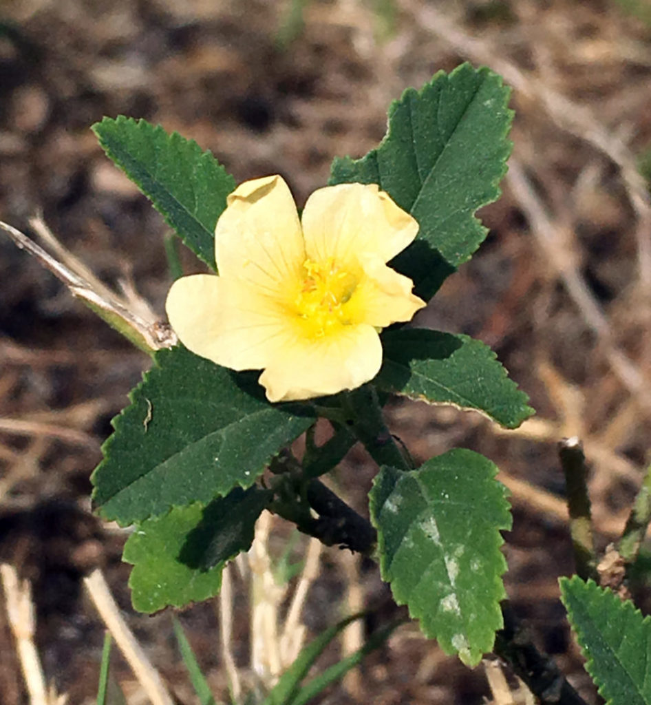 Common fan petals flower