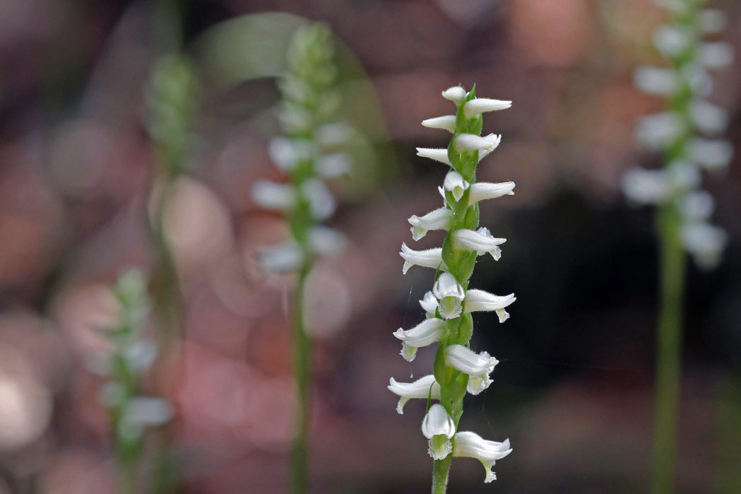 Fragrant ladies'-tresses flowers