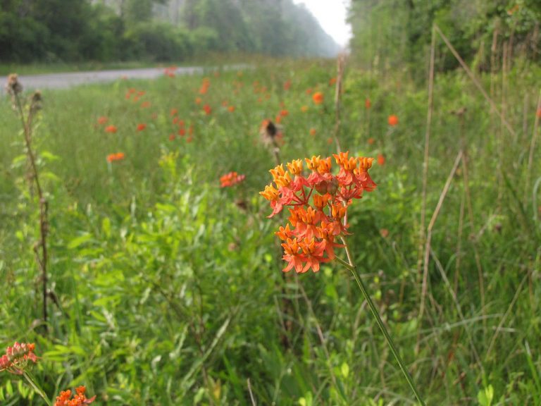 The State Wildflower license plate gets a makeover Florida Wildflower