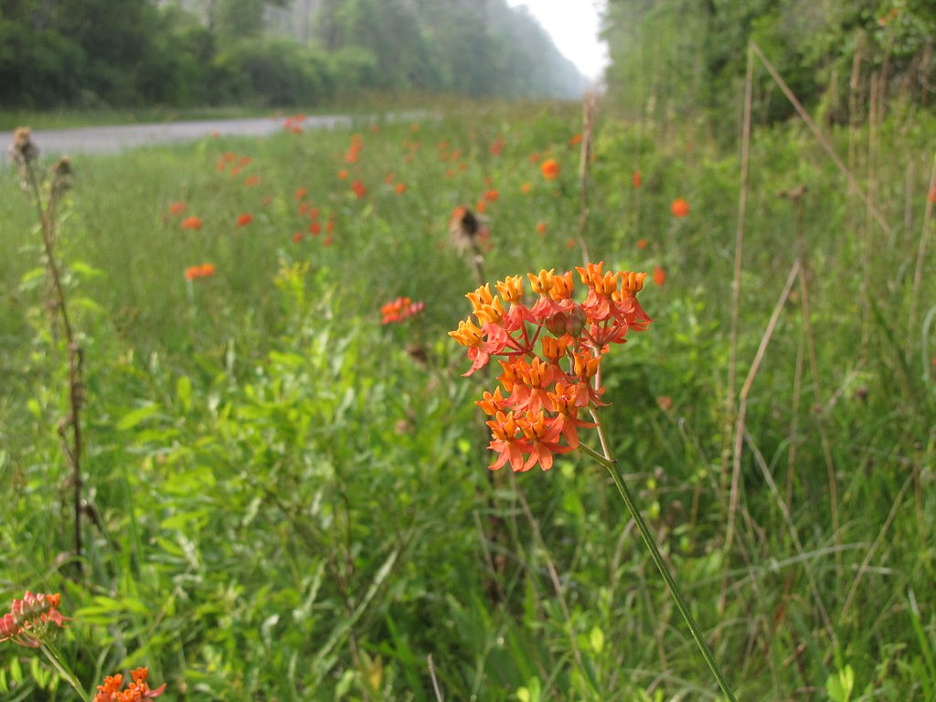 Ascelpias lanceolata Ascelpias lanceolata on roadside