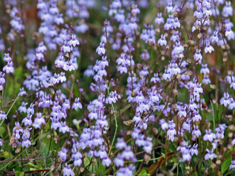 Bay lobelia