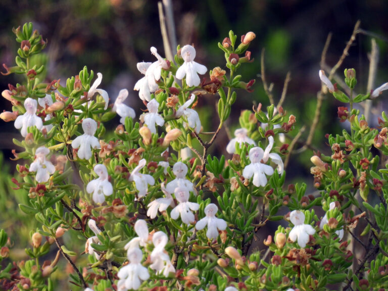 Ashe’s calamint