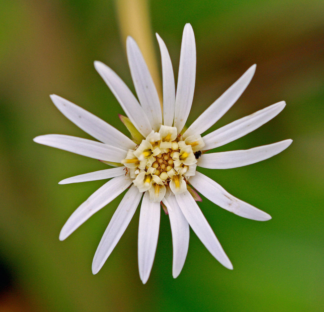 Pineland daisy flower