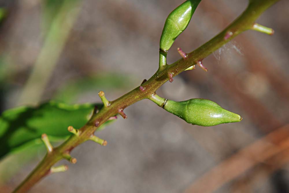 Coastal searocket's "rocket"-shaped fruit tt