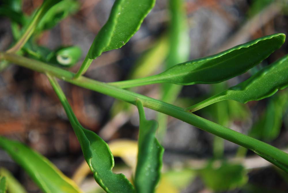 Coastal searocket leaves