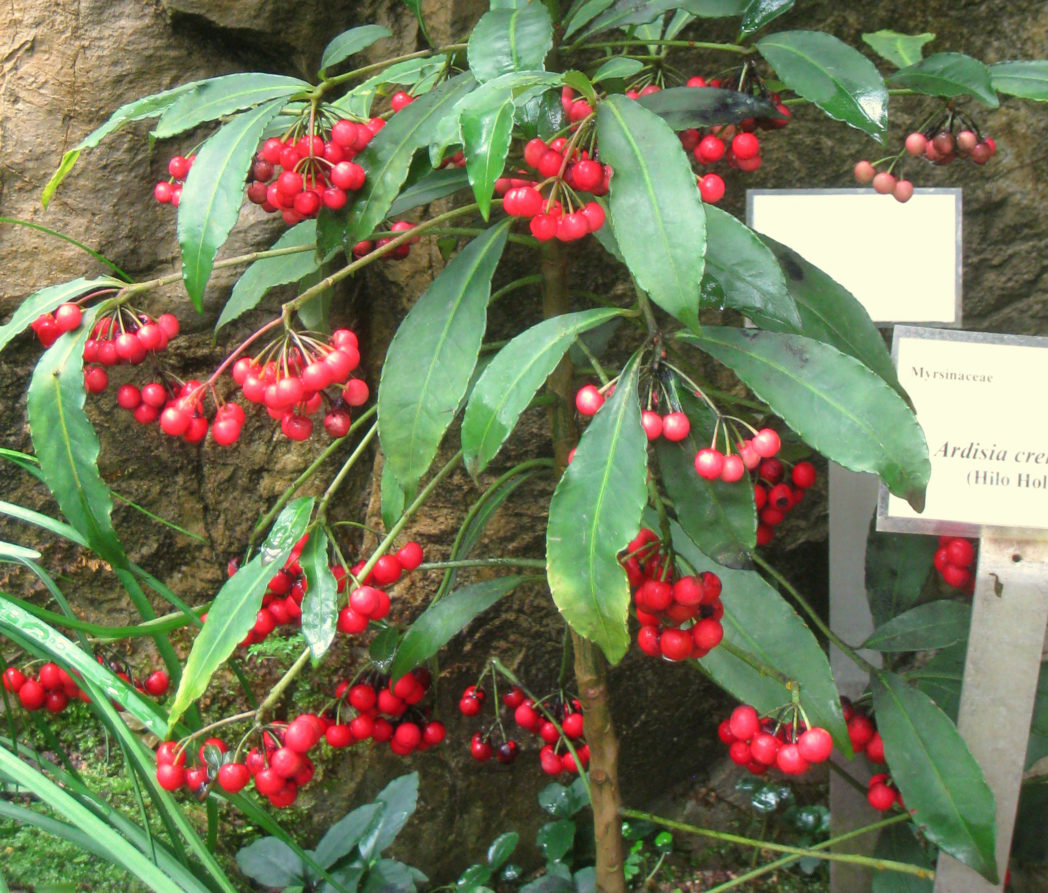 Coral ardisia, Ardisia crenata