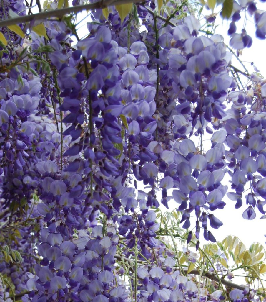 Chinese wisteria, Wisteria sinensis