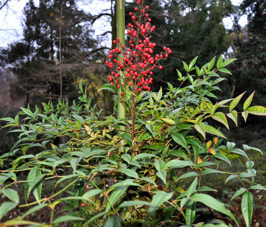 Heavenly bamboo, Nandina domestica