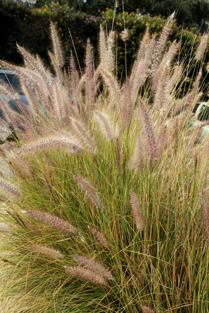 Green fountain grass, Pennisetum setaceum