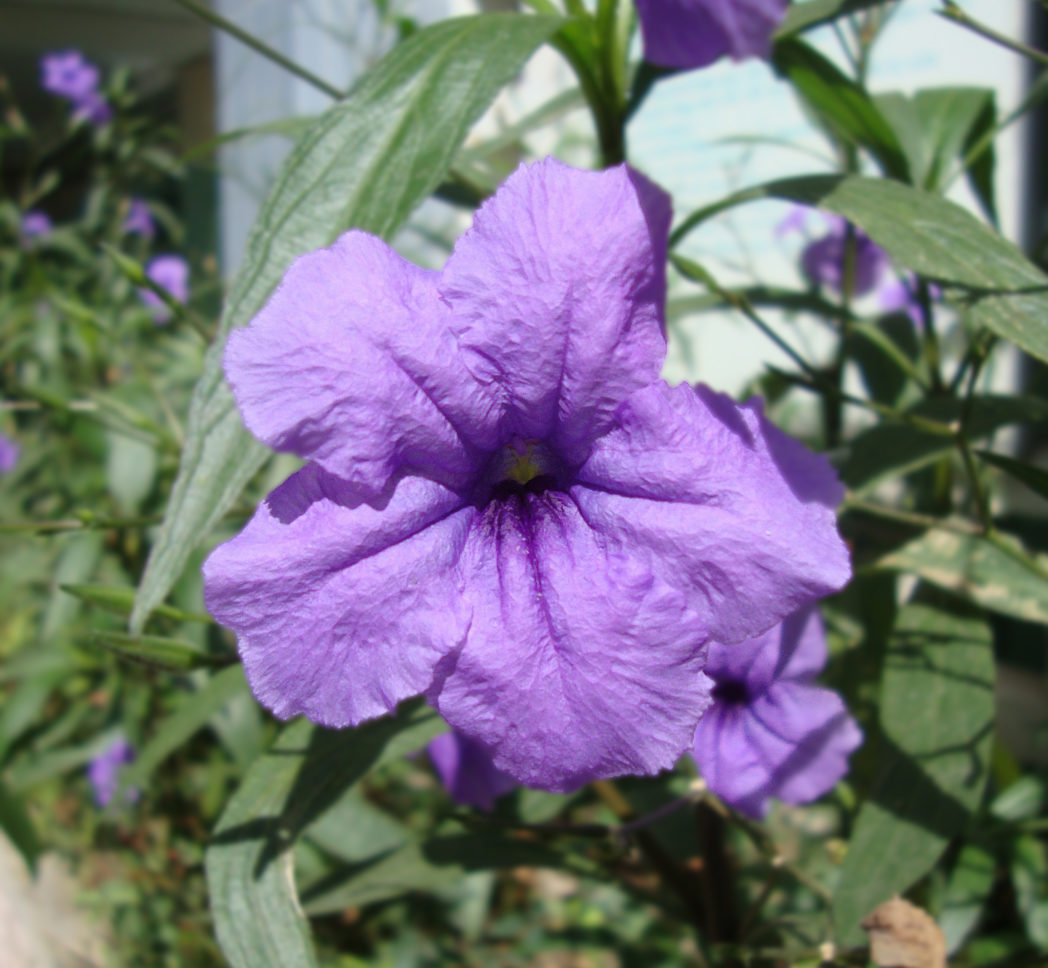 Mexican petunia