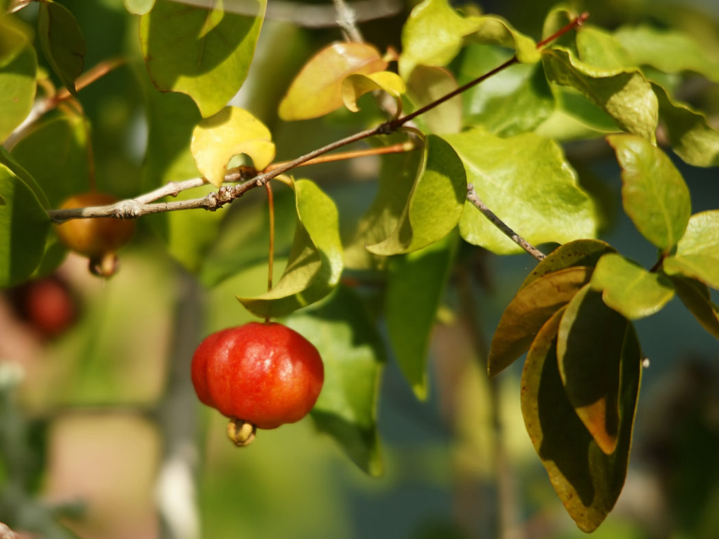 Surinam cherry, Eugenia uniflora