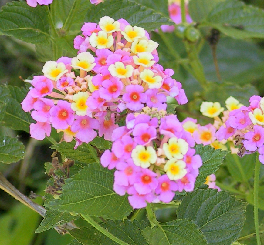 Lantana camara
