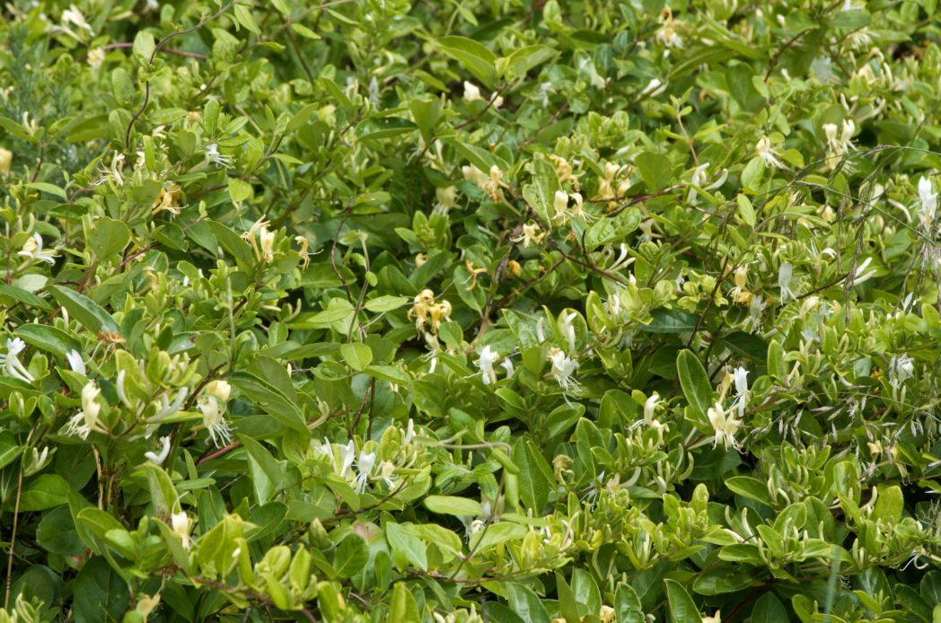 Japanese honeysuckle